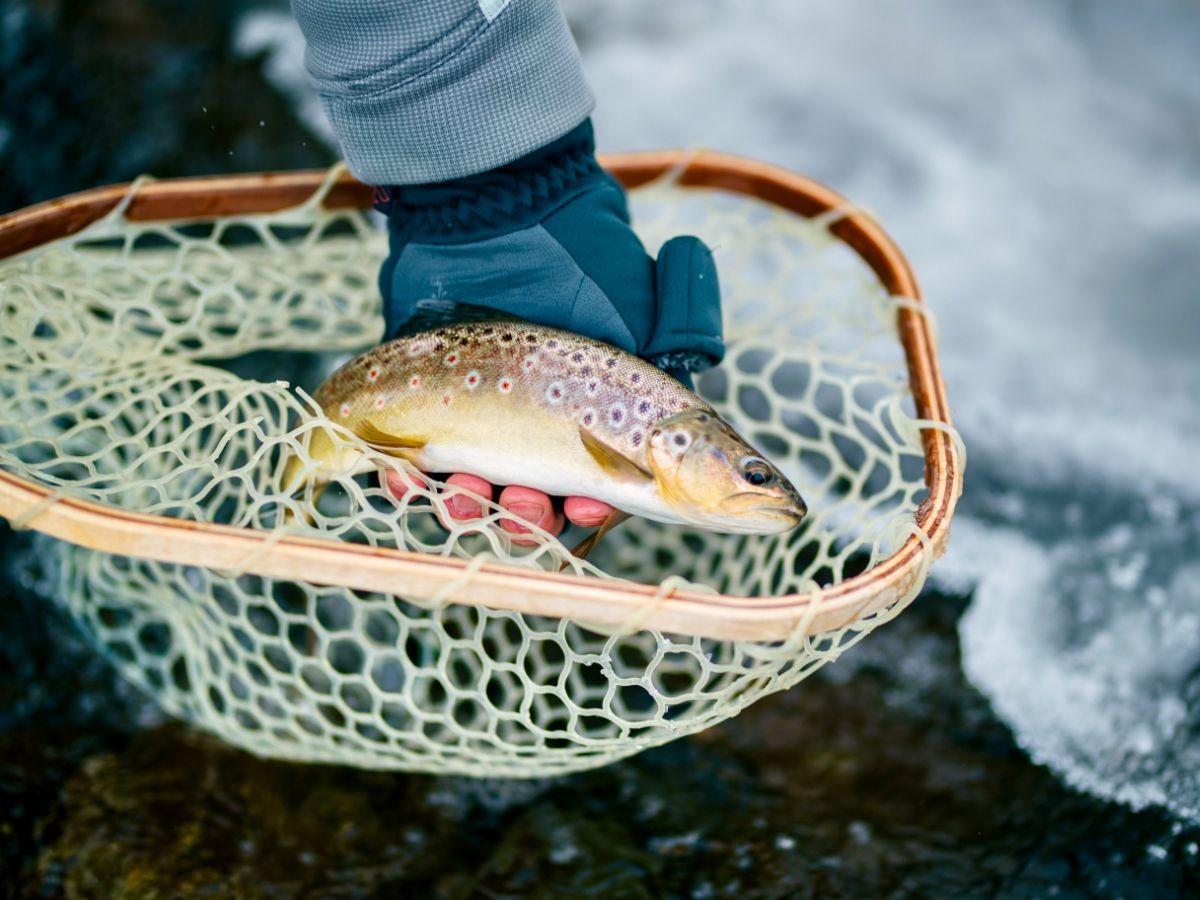 Here's the end result of matching the hatch and some tactical fly fishing awareness paired with some stealth. This is a perfect fly caught wild brown trout.