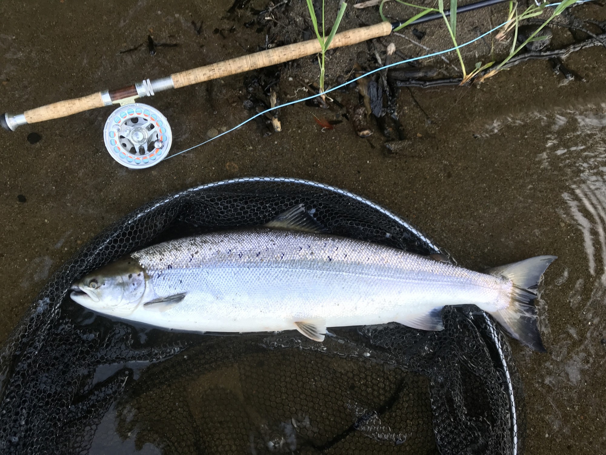 Look at the perfect deep & well built proportions of this fine Spring fish which was caught on the fly during the Spring month of May on the River Tay in Scotland. These Spring fresh run salmon are truly in a class of their own.